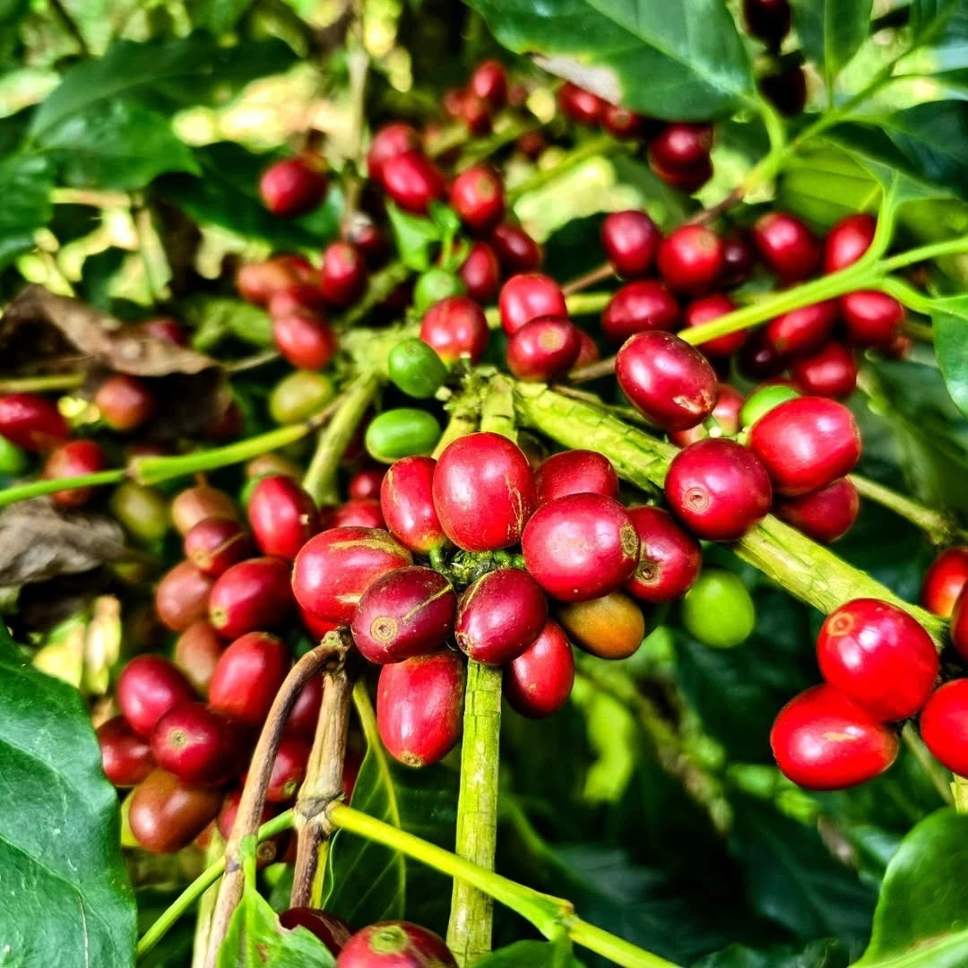 Millenio Coffee Seeds (Coffea arabica 'Millenio') – 2000+ Bulk Premium High-Yield F1 Hybrid Specialty Coffee Seeds