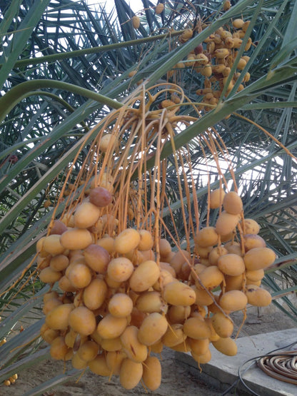 Khalas Dates Palm Seeds (Phoenix dactylifera var. Khalas) – Premium Sweet Desert Date Fruit Tree Seeds for Planting (35 Pcs)