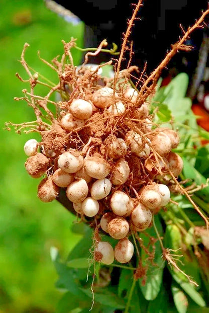 1.000+ Bambara Groundnut Seeds (Vigna subterranea) - Premium Resilient Legume Seeds for Planting