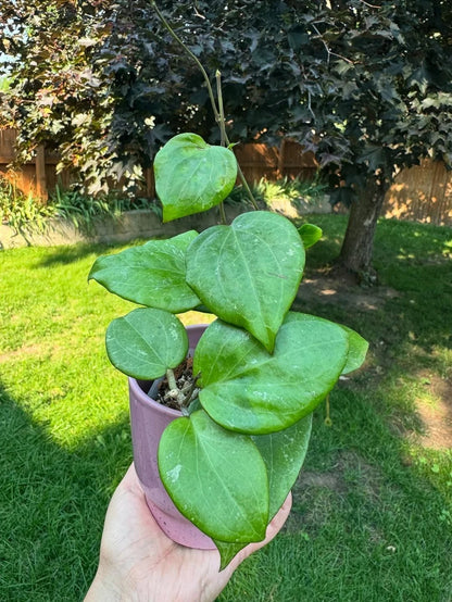 Rare Hoya Balaensis - Premium Large Splashy Leaf Exotic Tropical Wax Plant