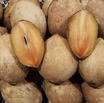 Molix Sapodilla Seeds (Manilkara zapota 'Molix') – 35 pcs Premium Fresh Rare Sweet Molix Chico Zapote Seeds