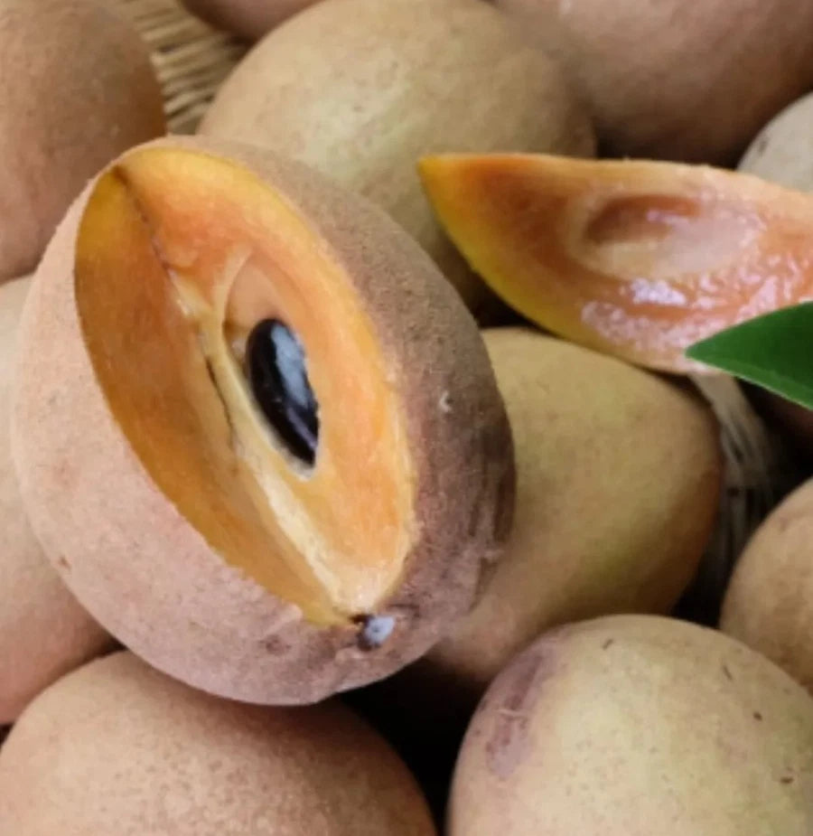 Madu Sapodilla Seeds (Manilkara zapota 'Madu') – 35+ Premium Fresh High-Yield Sweet Honey Sawo Seeds