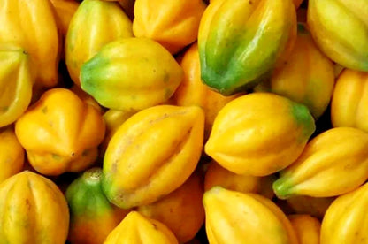 Carica Mountain Papaya Seeds (Vasconcellea pubescens / 100+ Premium Cold-Tolerant Andean High-Altitude Fruit Seeds) – Premium Exotic Botanical Specimen Plant Seeds for Planting