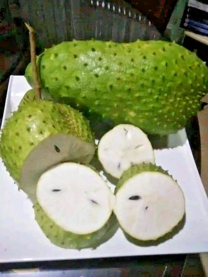 Mandalika Soursop Seeds (Annona muricata) – 1.000+ Premium Heirloom High-Yield Mandalika Guanabana Seeds for Planting