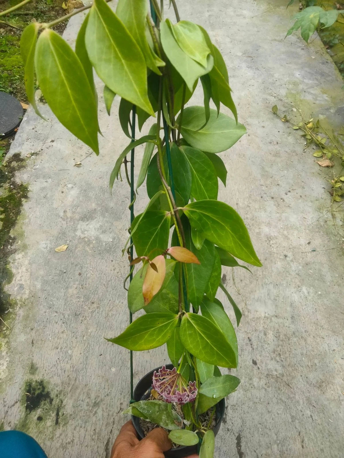 Hoya Globulifera - Rare & Captivating Tropical Wax Plant