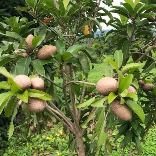 Alano Sapodilla Seeds (Manilkara zapota) – 35+ Premium Chikoo Seeds