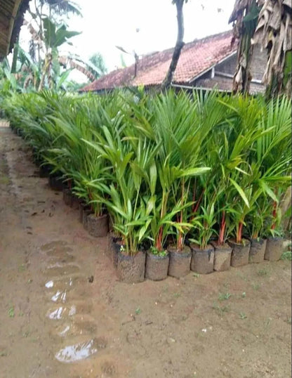 Red Palm Plant (Cyrtostachys Renda) - Stunning Lipstick Palm Tropical Houseplant