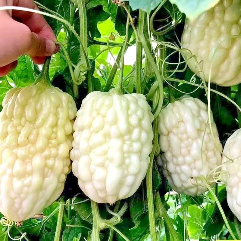 White Apple Bitter Melon (Momordica charantia) – 10+ Premium Pearl Gourd Seeds