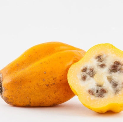 Mountain Papaya Seeds (Vasconcellea pubescens) – Rare High-Altitude Botanical Specimen (Collectors Quality)