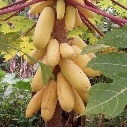 Extra Sweet Golden King Papaya Seeds (Carica papaya) – High-Yield Tropical Fruit Seeds for Planting