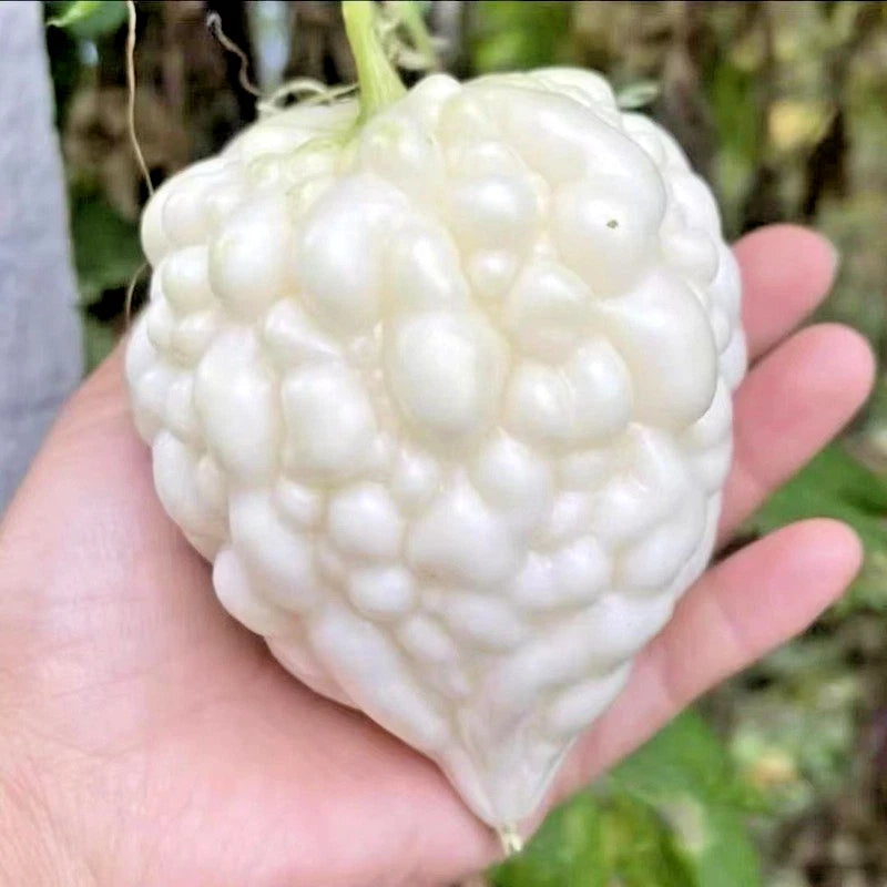 White Apple Bitter Melon Seeds (Momordica charantia) – Premium Round White Bitter Gourd Vegetable Seeds for Planting (50+ Pcs)