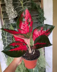 Aglaonema Riris Very Beautiful Leaves Rare Tropical Plant