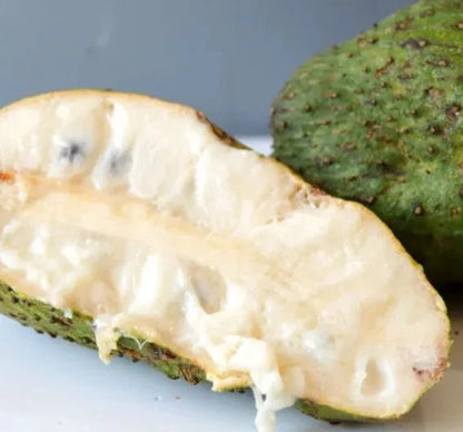 Borneo Giant Soursop Seeds (Annona muricata 'Borneo Giant') – 100+ Premium Fresh Rare Colossal Sweet Borneo Soursop Seeds