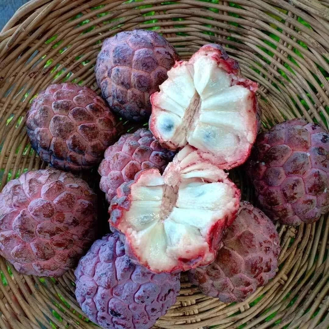 Red Sugar Apple Seeds (Annona squamosa) – 1.000+ Premium Heirloom Deep Maroon Custard Apple Seeds for Planting