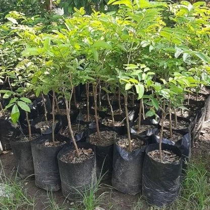 Grafted Matalada Longan (Lengkeng Matalada) Seedling – Fast-Fruiting Tropical Masterpiece
