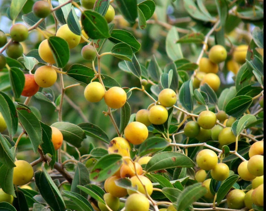 Arabian Jujube Seeds 120+ pcs (Ziziphus spina-christi) – Premium Certified Sidr Fruit Tree Plant Seeds for Planting