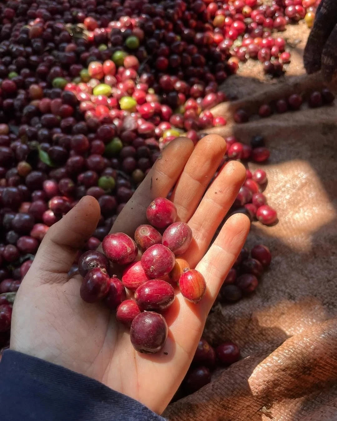 Premium Excelsa Coffee Seeds (Coffea liberica var. excelsa) – Exotic Tart and Fruity Specialty Coffee Bean Seeds for Planting (30+ Pcs)