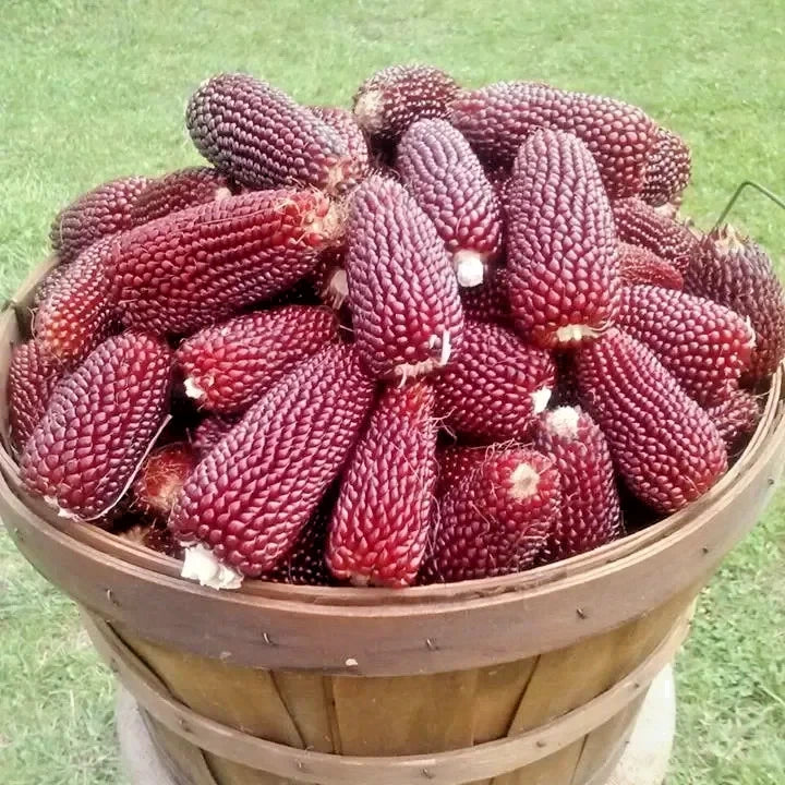 Premium 'Mini Red' Strawberry Corn Seeds (Zea mays var. everta) – Elite Miniature Heirloom Ornamental & Popping Grain (50+ Count)