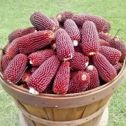Premium 'Mini Red' Strawberry Corn Seeds (Zea mays var. everta) – Elite Miniature Heirloom Ornamental & Popping Grain (50+ Count)