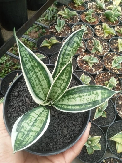 Sansevieria White Twisty Rare Snake Plant | Variegated Tropical Houseplant | Collector Sansevieria