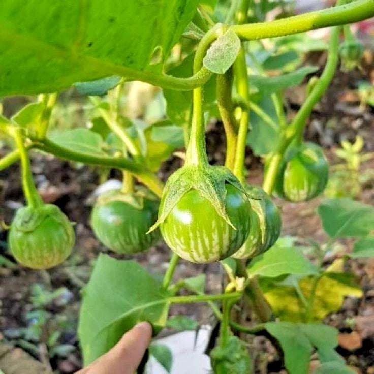 Green Thai Eggplant Seeds (Solanum melongena 'Thai Green') – 5,000++ Bulk Premium Fresh High-Yield Sweet Round Eggplant Seeds