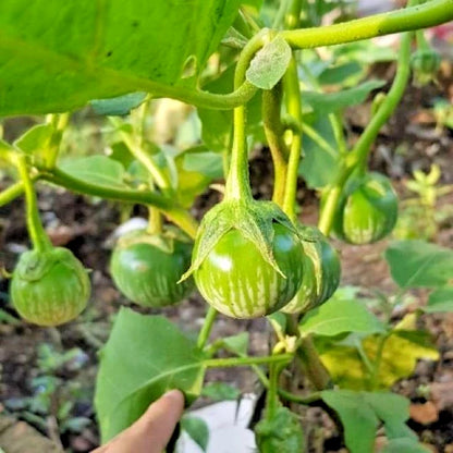 Green Thai Eggplant Seeds (Solanum melongena 'Thai Green') – 5,000++ Bulk Premium Fresh High-Yield Sweet Round Eggplant Seeds