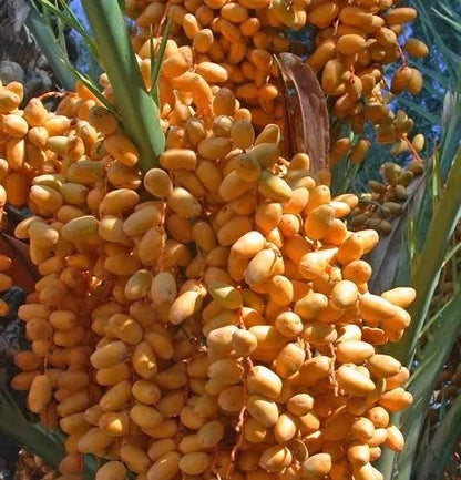 Deglet Noor Date Palm Seeds (Phoenix dactylifera) – 35+ Premium Algerian-Heirloom Honey-Sweet Royal Queen of Dates Seeds