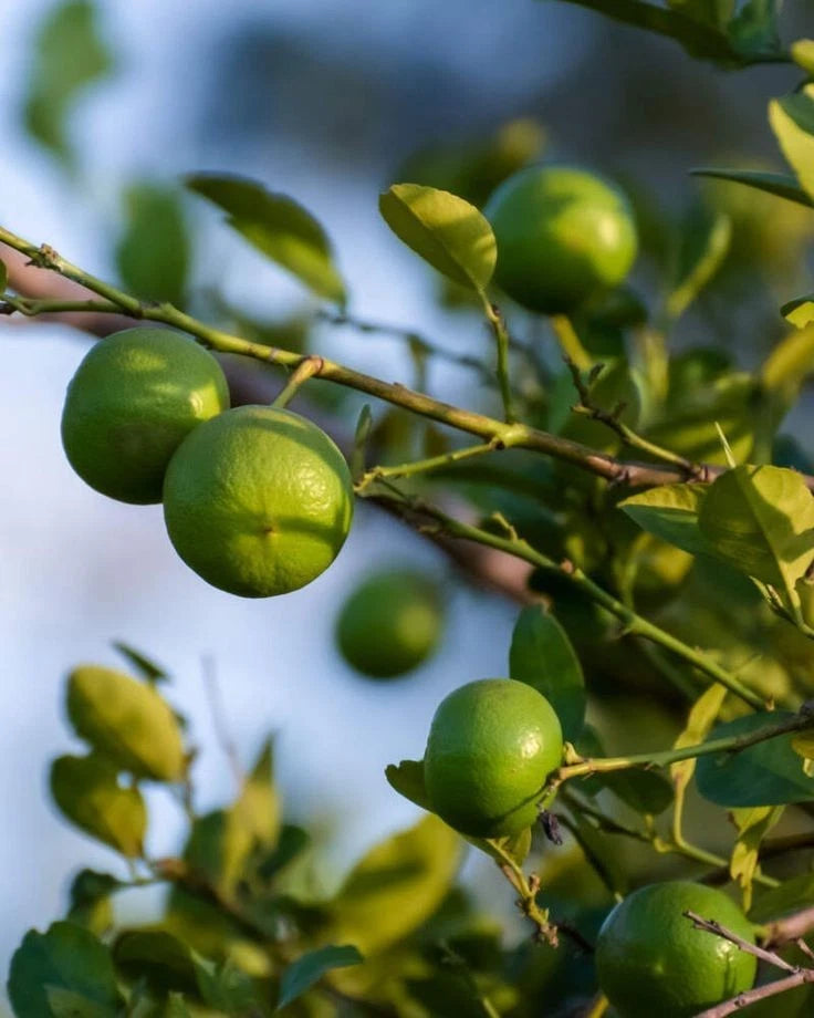 Kabosu Lime Seeds (Citrus sphaerocarpa) – 100 Premium Japanese Citrus Seeds