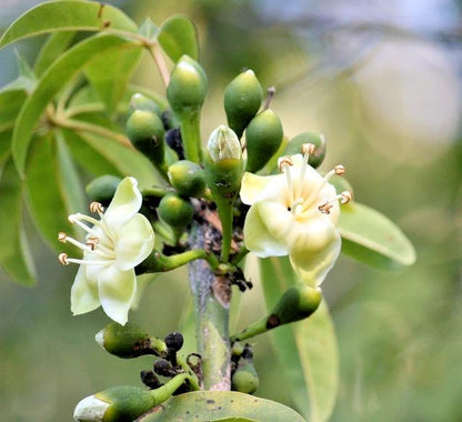 Kapok Cotton Tree Seeds (100+ Seeds, Ceiba pentandra) – Bulk Silk Cotton Tree / Tropical Floss Tree Seeds for Planting