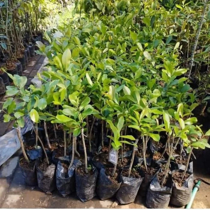 Grafted Java Plum (Juwet/Jamblang) Seedling – Premium Tropical Fruit Tree