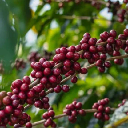 Costa Rica 95 (CR95) Coffee Seeds (Coffea arabica) – 120+ Premium Disease-Resistant Specialty Arabica Seeds for Planting