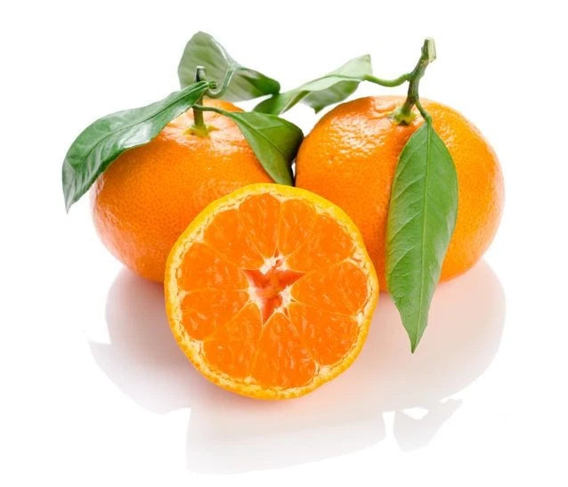 Fresh Mandarin Orange Seeds (Citrus reticulata) – Premium Sweet Tangerine Fruit Tree Seeds for Planting (100+ Pcs)