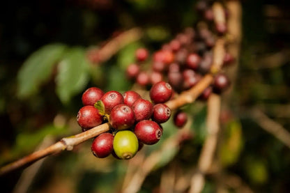 SL14 Coffee Seeds (Coffea arabica var. SL14) – Premium Heirloom Ugandan Specialty Coffee Bean Seeds for Planting (100 Pcs)