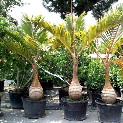 Rare Hyophorbe Lagenicaulis Bottle Palm - Premium Live Tropical Ornamental Plant