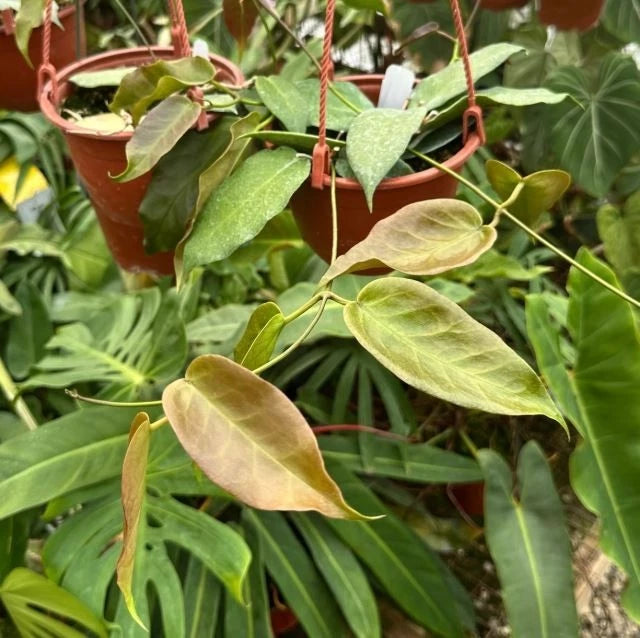 Hoya Kaimuki Seeds (Hoya kaimuki sp. Papua) – Rare Tropical Wax Plant & Exotic Climbing Epiphytic Vine for Planting
