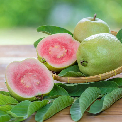 Red Crystal Guava Seeds (Psidium guajava) – Premium Certified Tropical Fruit Tree Seeds for Planting