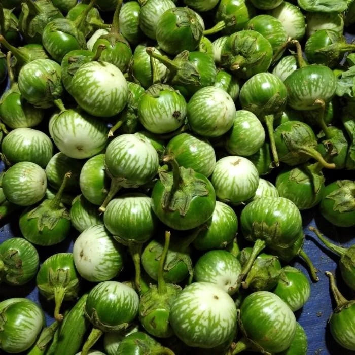 Green Thai Eggplant Seeds (Solanum melongena 'Green Thai') – 1,000+ Premium Fresh Heirloom Round Green Thai Eggplant Seeds