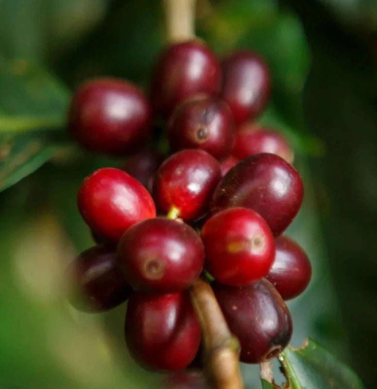 Geisha Ethiopian Coffee Seeds (Coffea arabica) – 120+ Premium Gesha Coffee Seeds for Planting