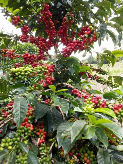 Certified Laurina Coffee Seeds (Coffea sp.) – Rare Low-Caffeine Bourbon Pointu Coffee Bean Seeds for Planting (120+ Pcs)