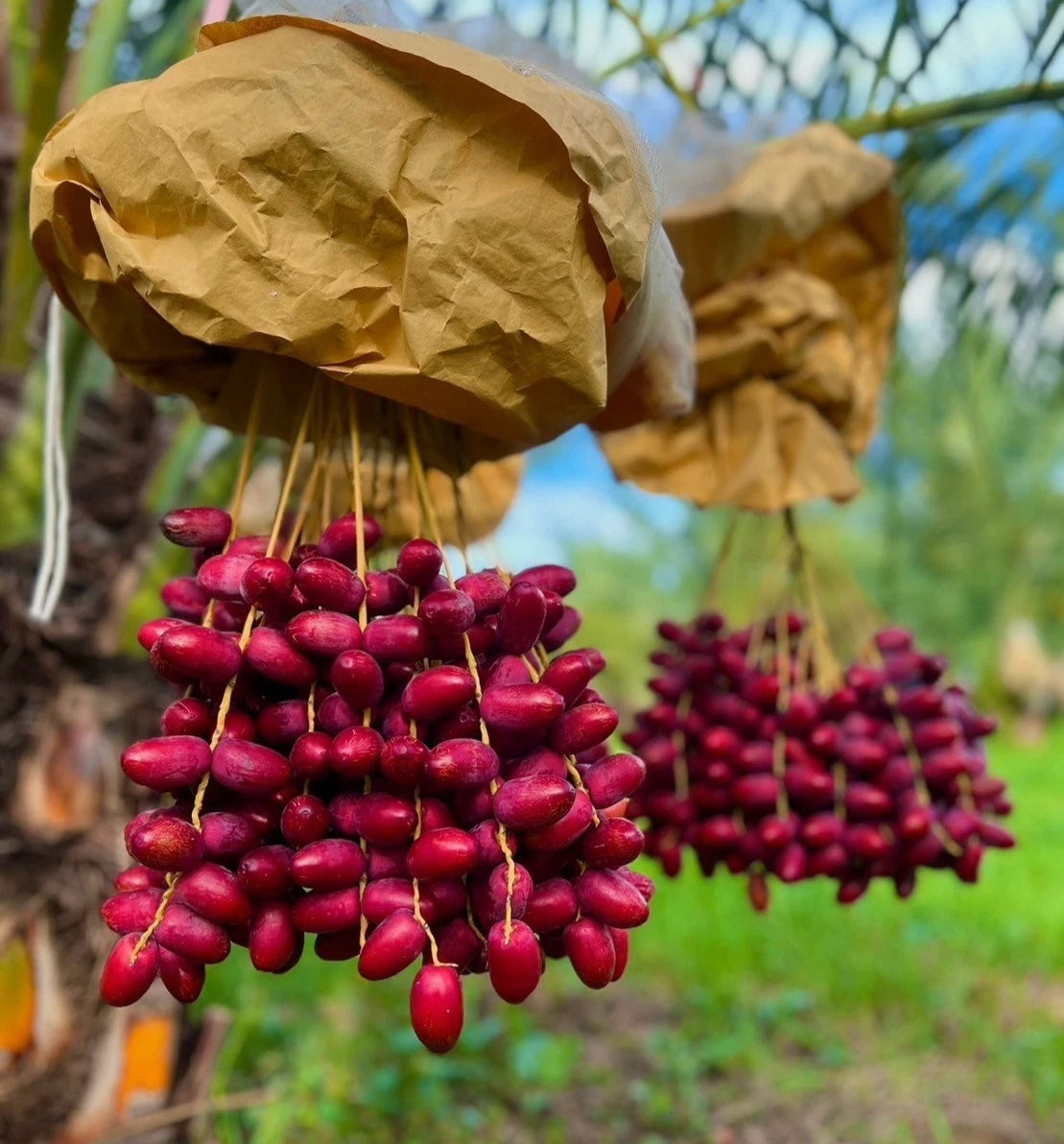 Khuneizi Date Palm Seeds (Phoenix dactylifera) – 35+ Premium Fresh Authentic Khuneizi Sweet Date Seeds for Planting