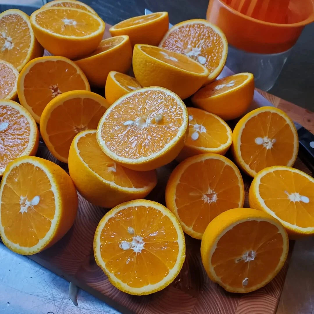100+ Valencia Orange Seeds (Citrus sinensis / Premium Sweet Juicing Orange / Late-Season Citrus Tree) – Premium Exotic Fruit Tree & Orchard Seeds for Planting