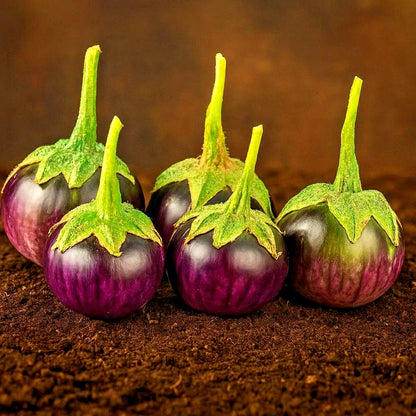 Purple Lalap Eggplant Seeds (Solanum melongena 'Purple Lalap') – 1,000+ Premium Fresh Heirloom Thai Round Purple Eggplant Seeds