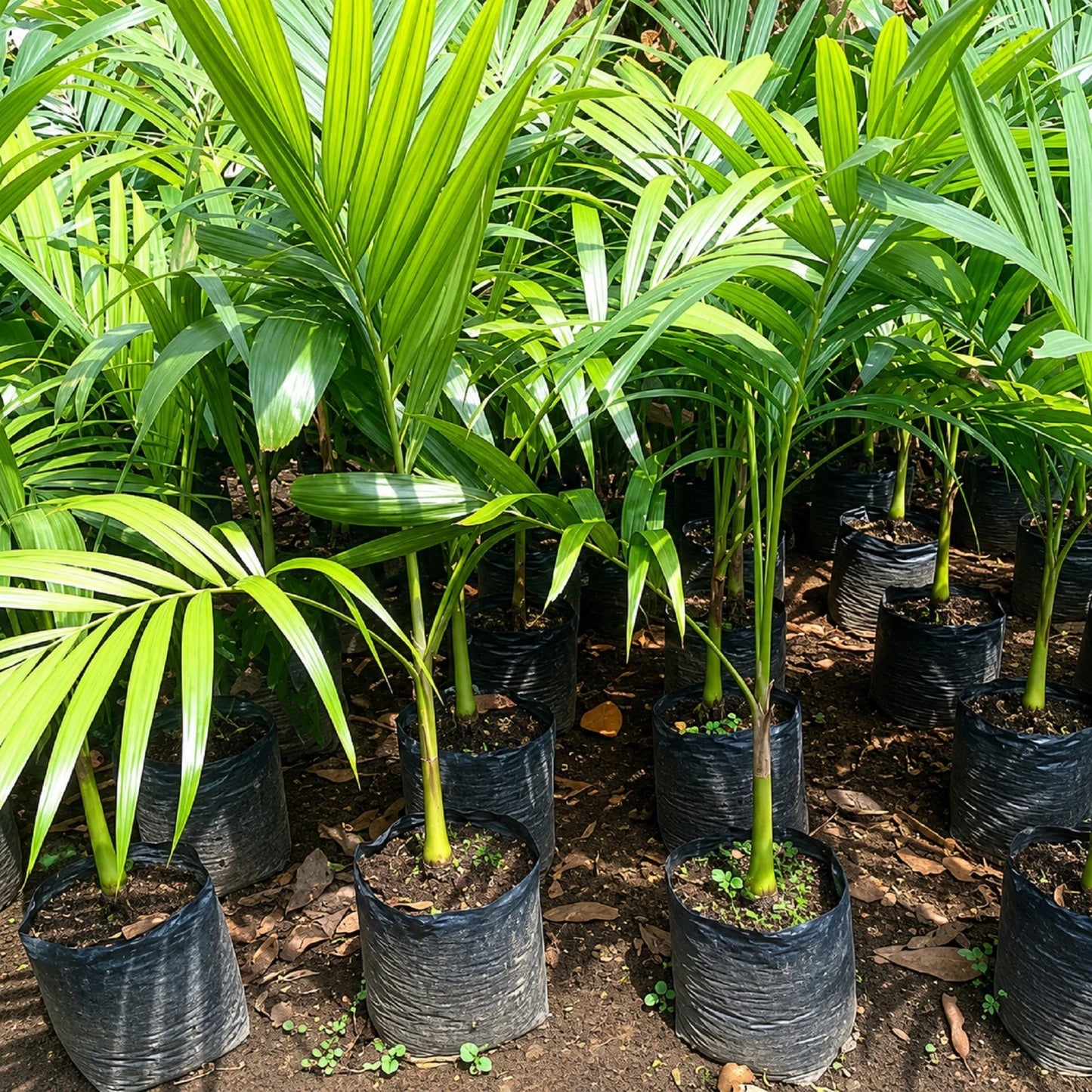 Christmas Palm (Veitchia merrillii) - Elegant Tropical Specimen