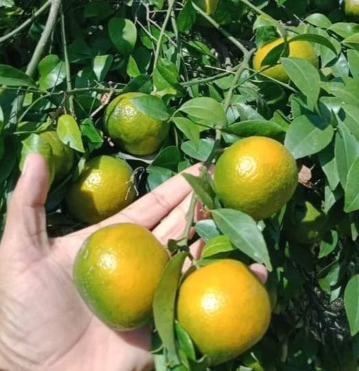Keprok Orange Seeds (Citrus reticulata / 100+ Sweet Asian Mandarin Citrus Fruit Tree Seeds) – Premium Exotic Botanical Specimen Plant Seeds for Planting