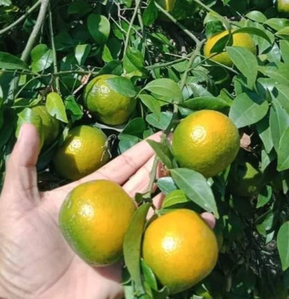 Keprok Orange Seeds (Citrus reticulata / 100+ Sweet Asian Mandarin Citrus Fruit Tree Seeds) – Premium Exotic Botanical Specimen Plant Seeds for Planting