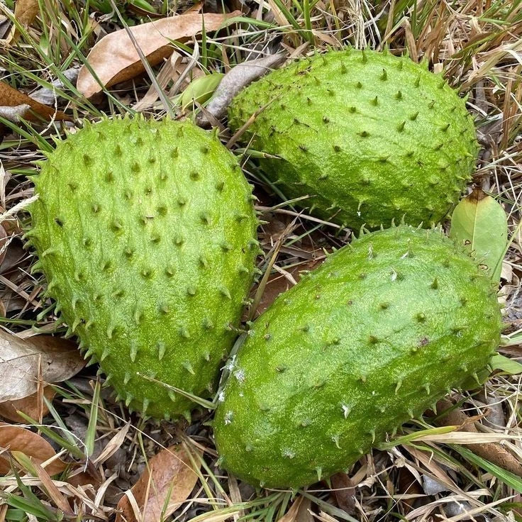 Premium Brazilian Sweet Soursop Seeds (Annona muricata) – Sweet Exotic Guanabana Fruit Seeds for Planting