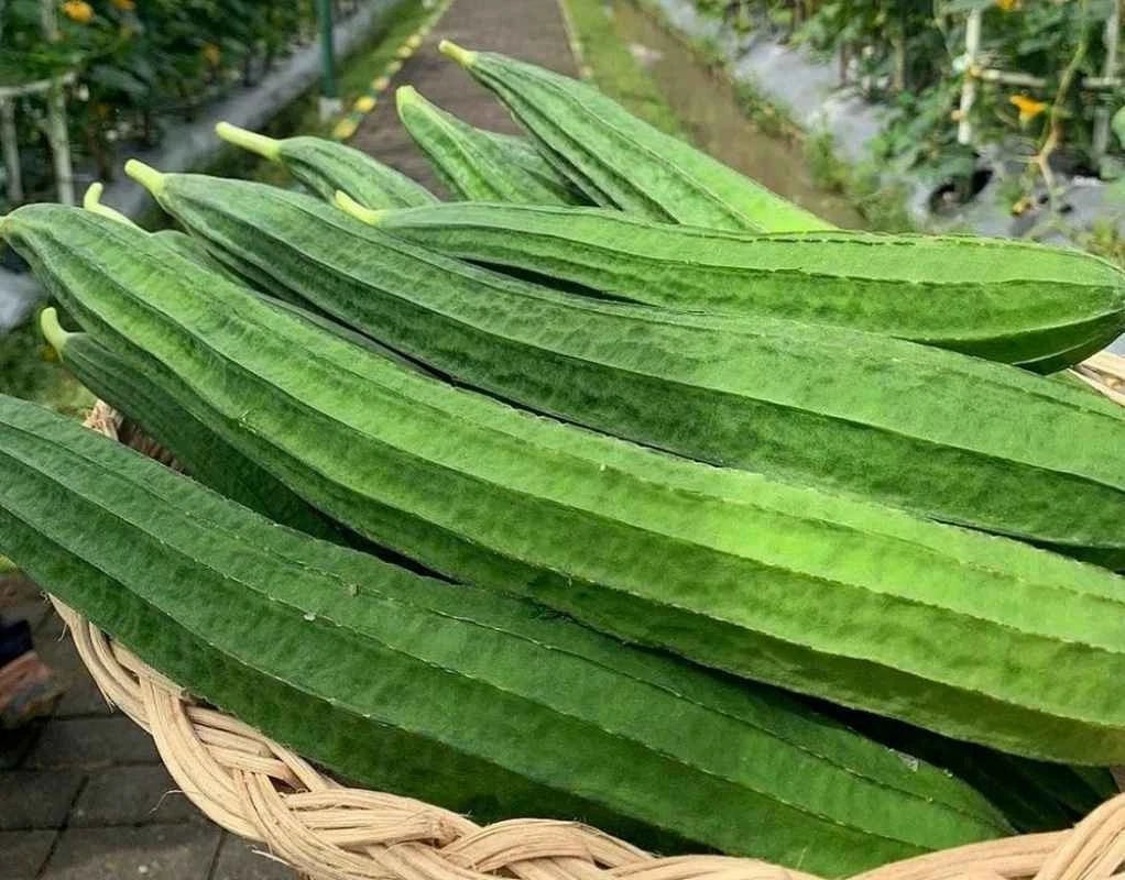 Smooth Luffa Sponge Gourd Seeds (Luffa aegyptiaca) – 1,000+ Bulk Premium Seeds