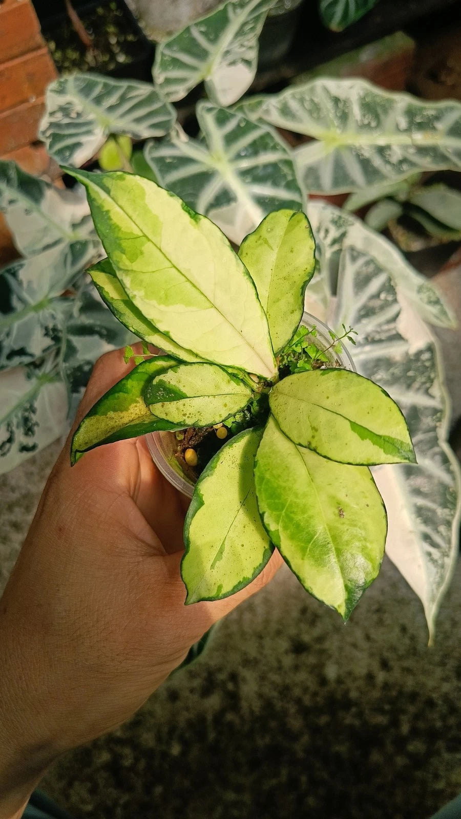 Variegated Hoya Crassipetiolata | Rare Tropical Wax Plant | Collector Hoya | Indoor Outdoor Houseplant