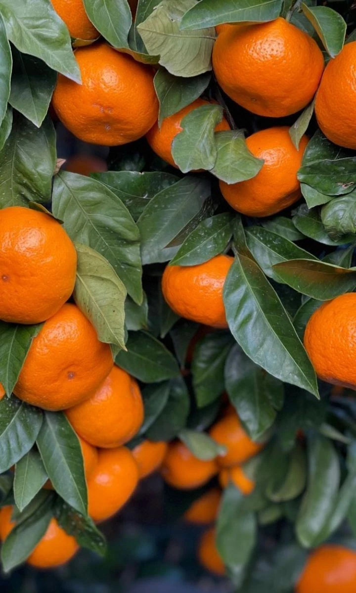 Fairchild Citrus Seeds (Citrus Reticulata) – Certified Heirloom Tangelo Mandarin Fruit Crop for Planting