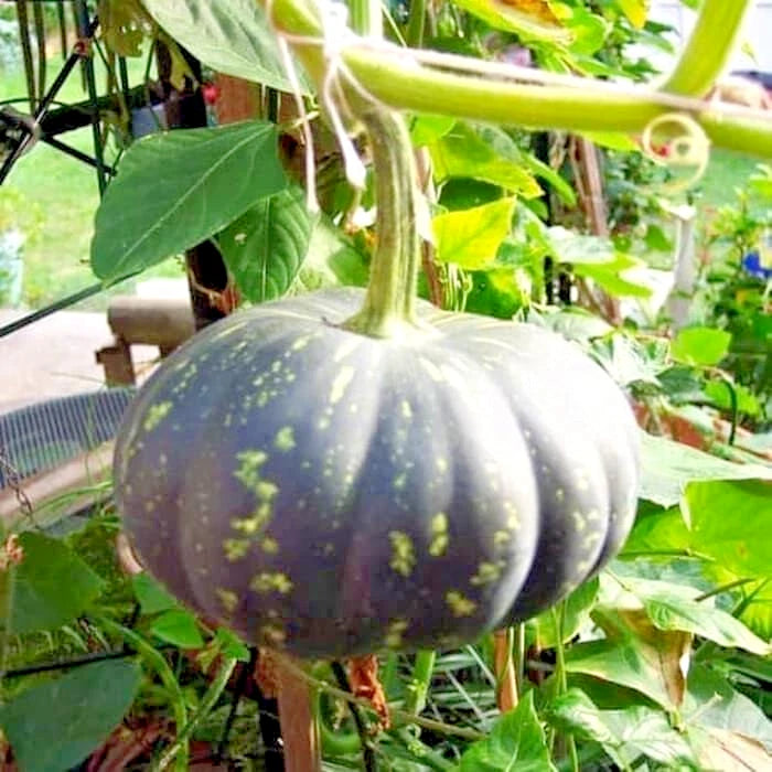 Giant Yellow Pumpkin (Cucurbita maxima) – 100+ Premium Seeds